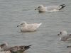 Iceland Gull at Wat Tyler Country Park (Steve Arlow) (45860 bytes)